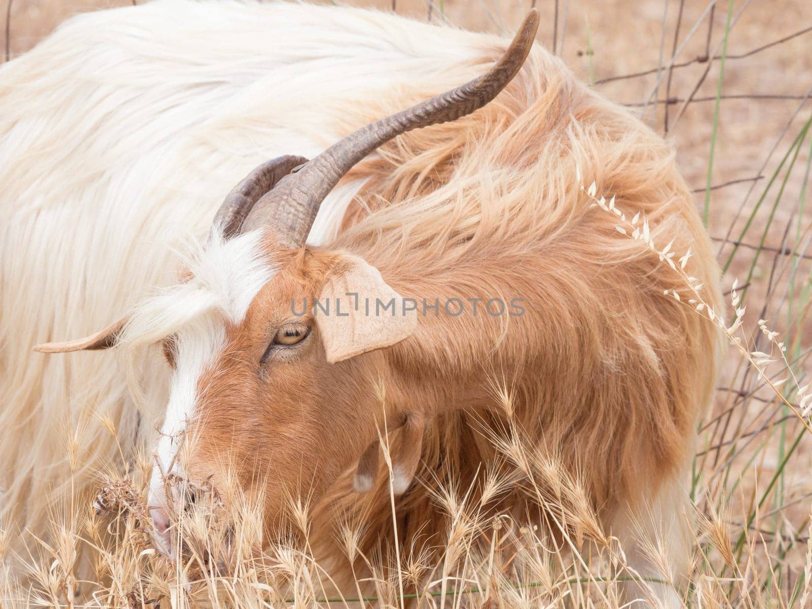 goat disheveled in campaign. Funny image of a goat