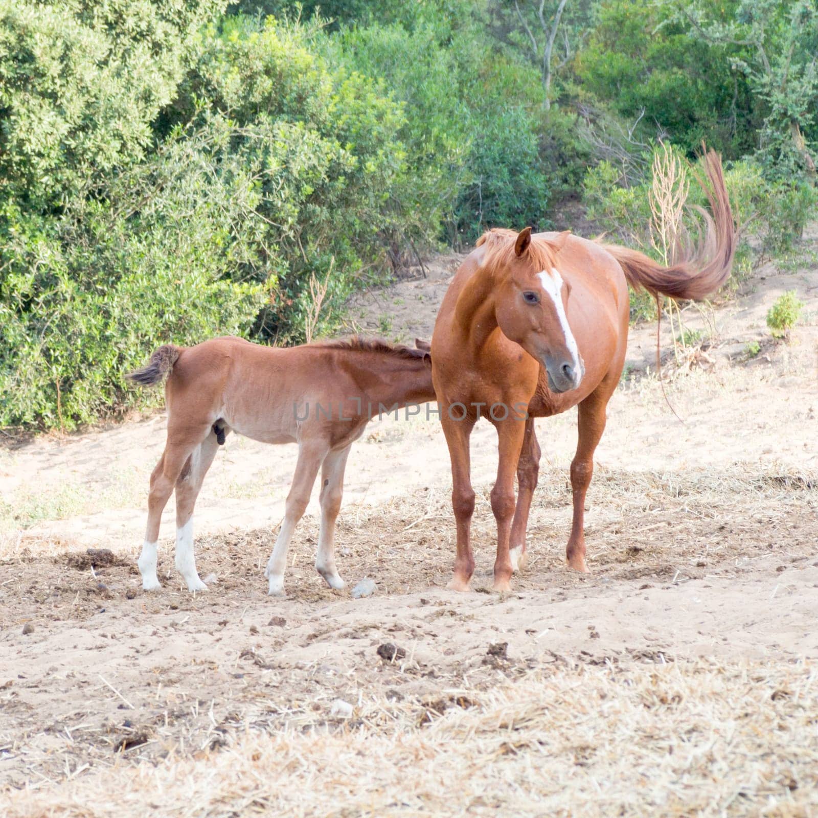 parents sons horses. Image of horses with "horse mummy"" and baby horse. Anglo Arab Sardinian race"