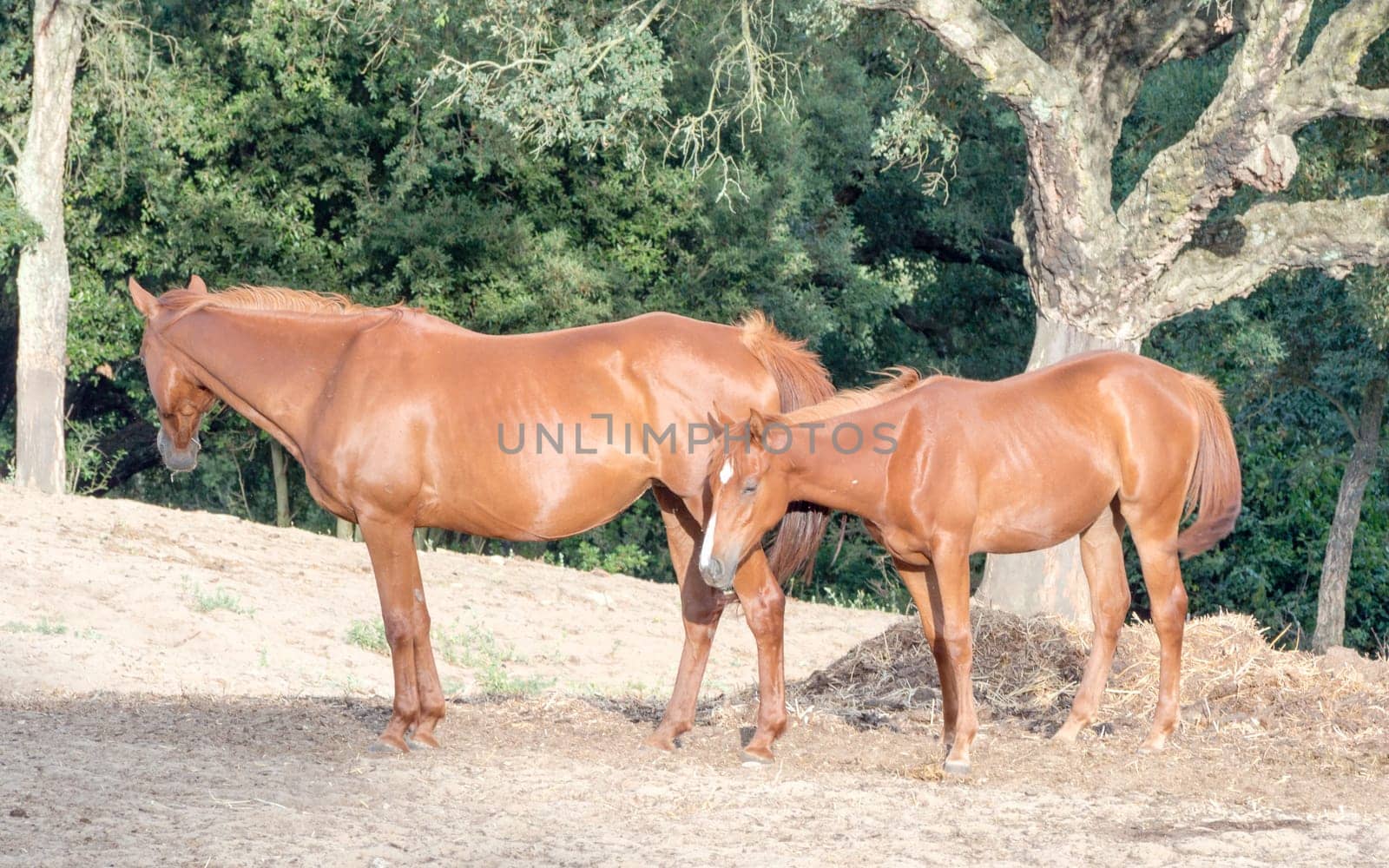parents sons horses. Image of horses with "horse mummy"" and baby horse. Anglo Arab Sardinian race"
