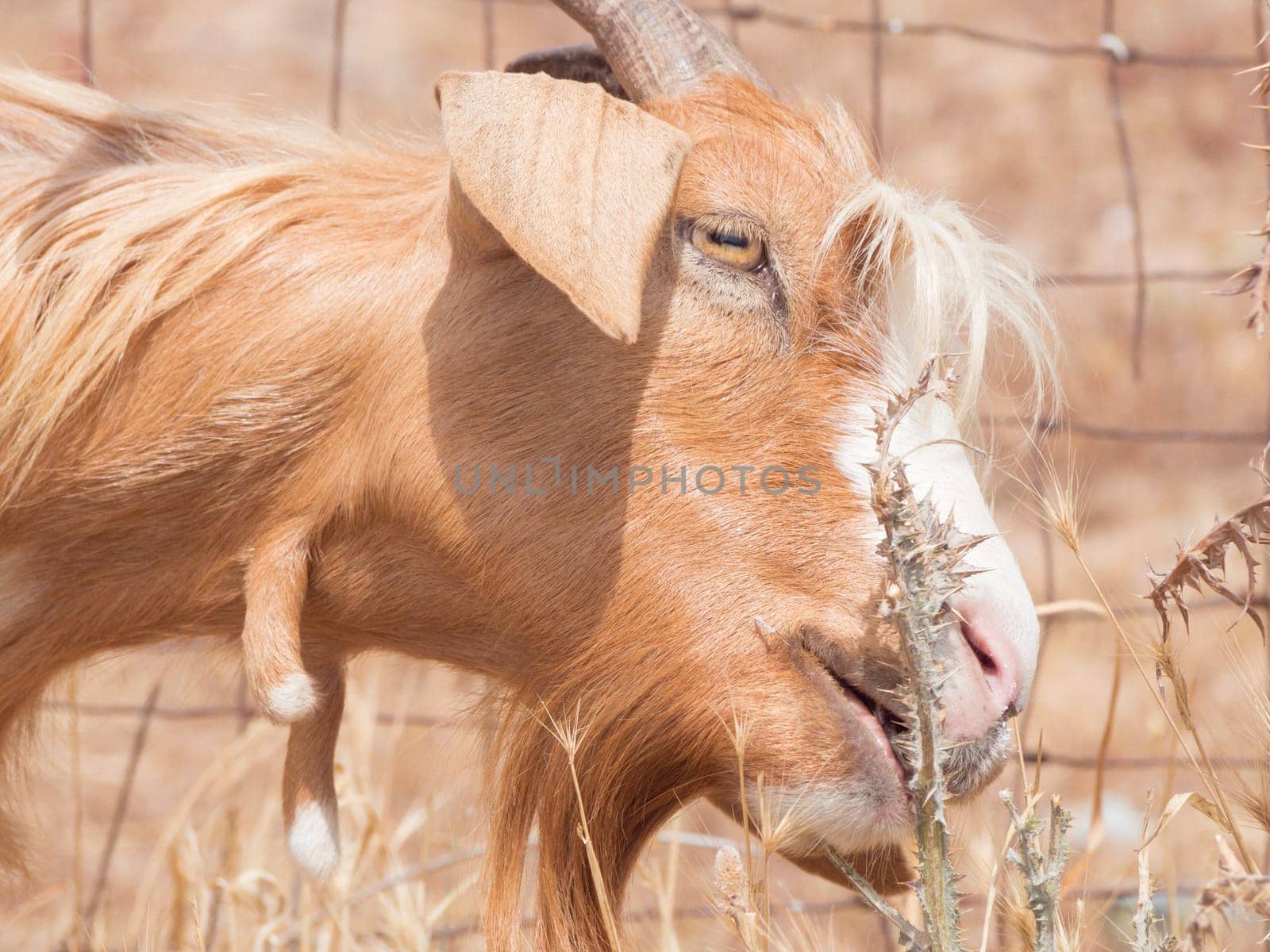 goat disheveled in campaign. Funny image of a goat