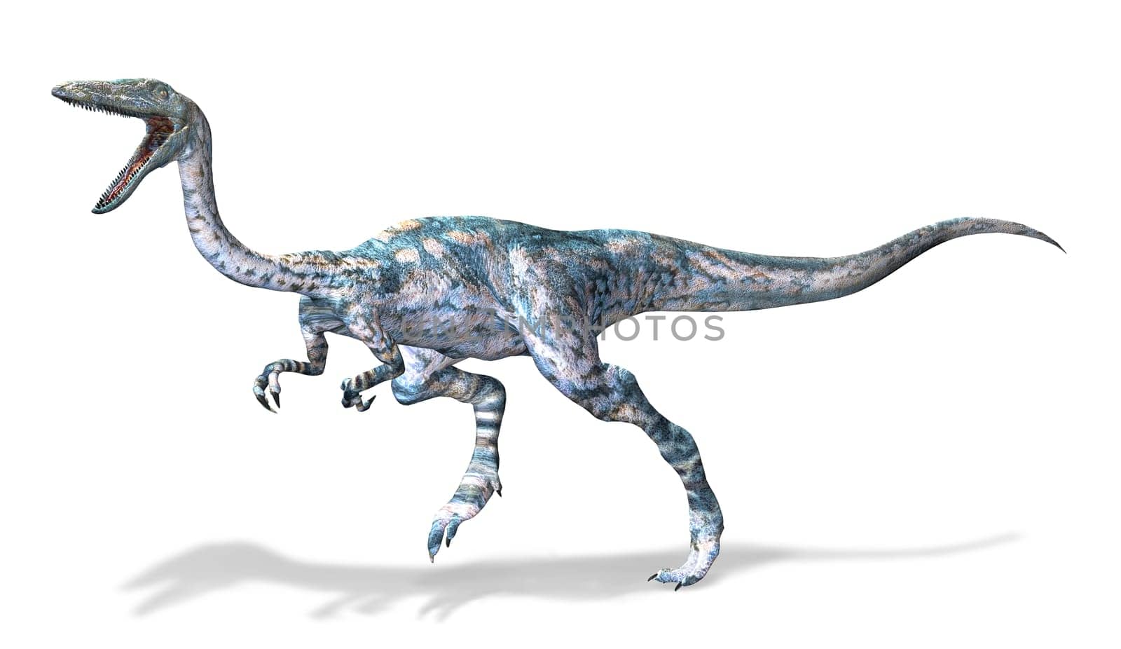 Photorealistic 3 D rendering of a Coelophysis. On white background with drop shadow and clipping path included.