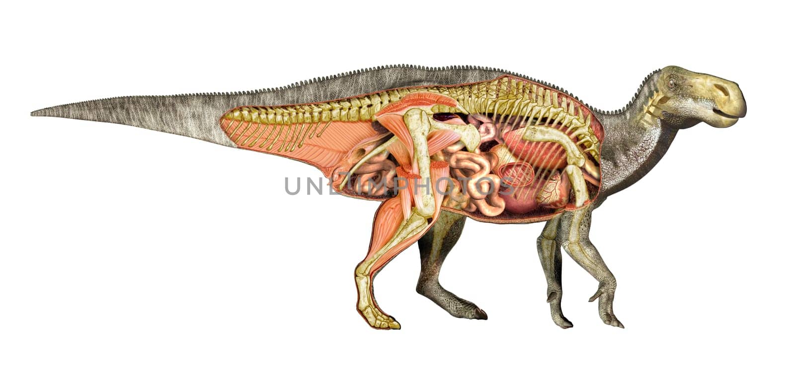 Dinosaur anatomy Iguanodon total cutaway, showing all internal organs, muscles and skeleton. Side view on white background with clipping path included.