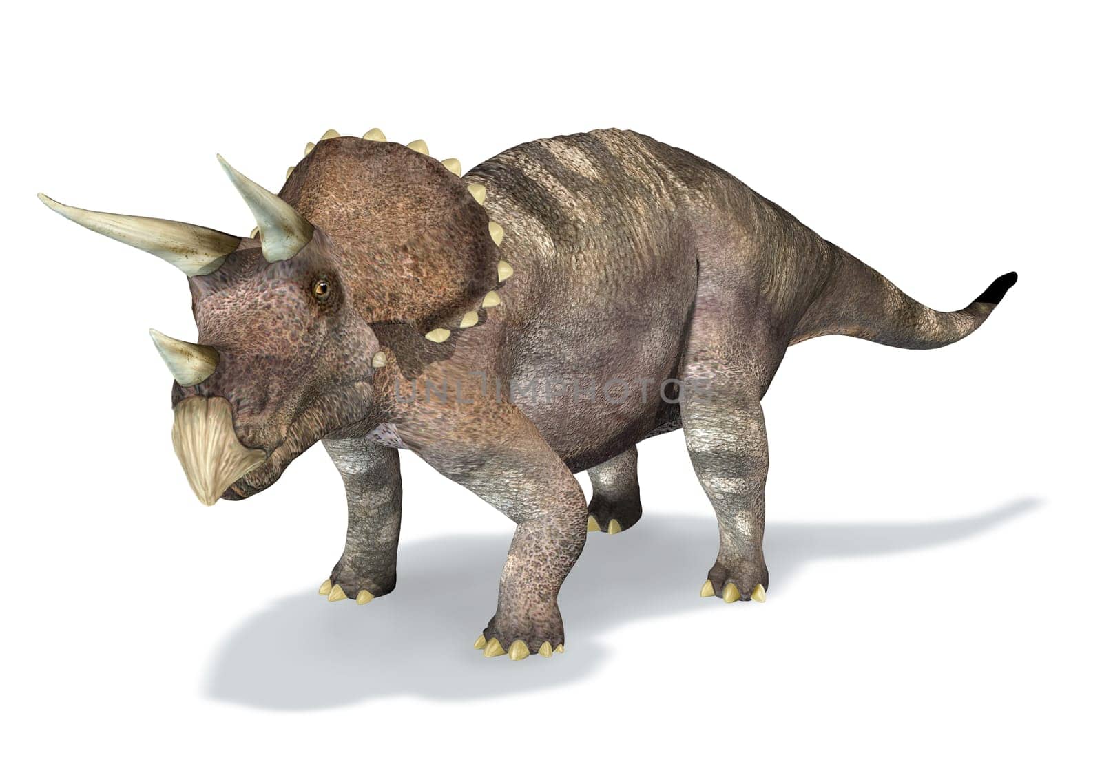 Photorealistic 3 D rendering of a Triceratops. On white background with drop shadow and clipping path included.