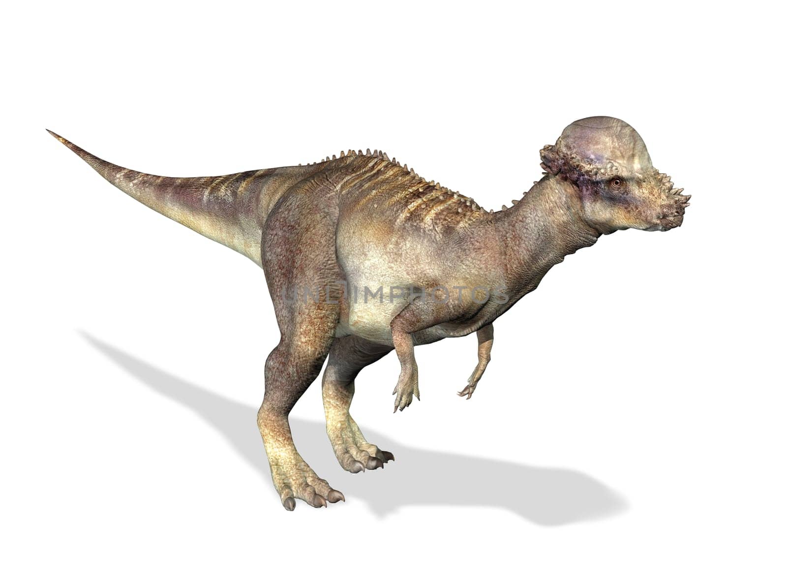 Photorealistic 3 D rendering of a Pachycephalosaurus. On white background with drop shadow and clipping path included.