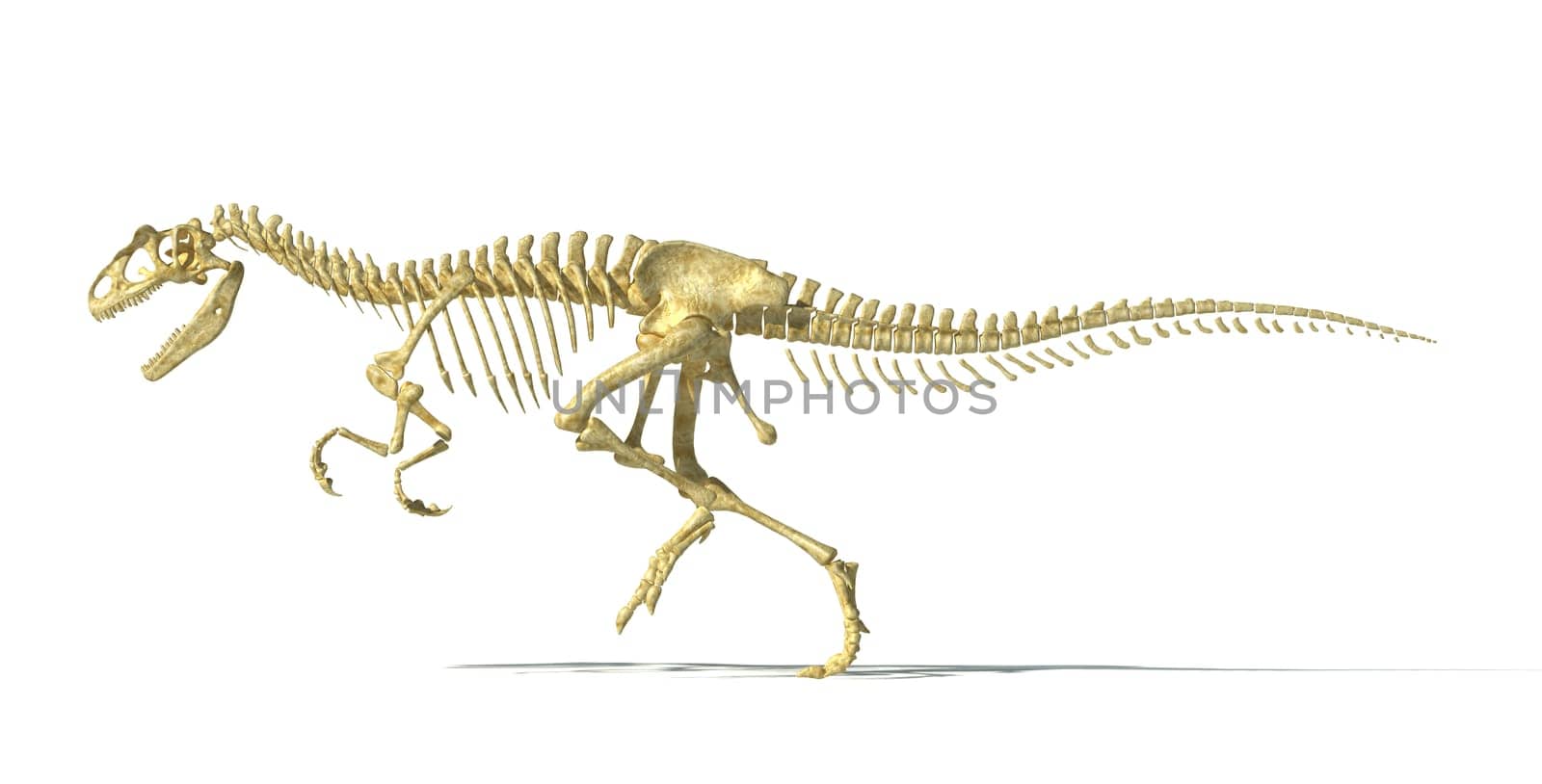 Allosaurus dinosaur photo-realistic skeleton. Scientifically correct rendering, on white background and drop shadow, with clipping path.