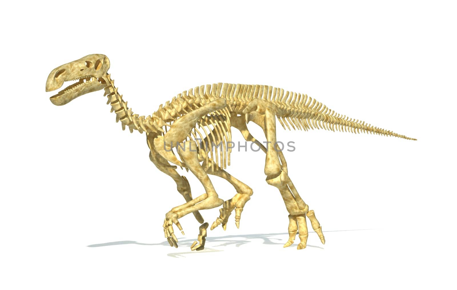 Iguanodon dinosaur full skeleton photo-realistic and scientifically correct, perspective view. On white background with drop shadow and clipping path.