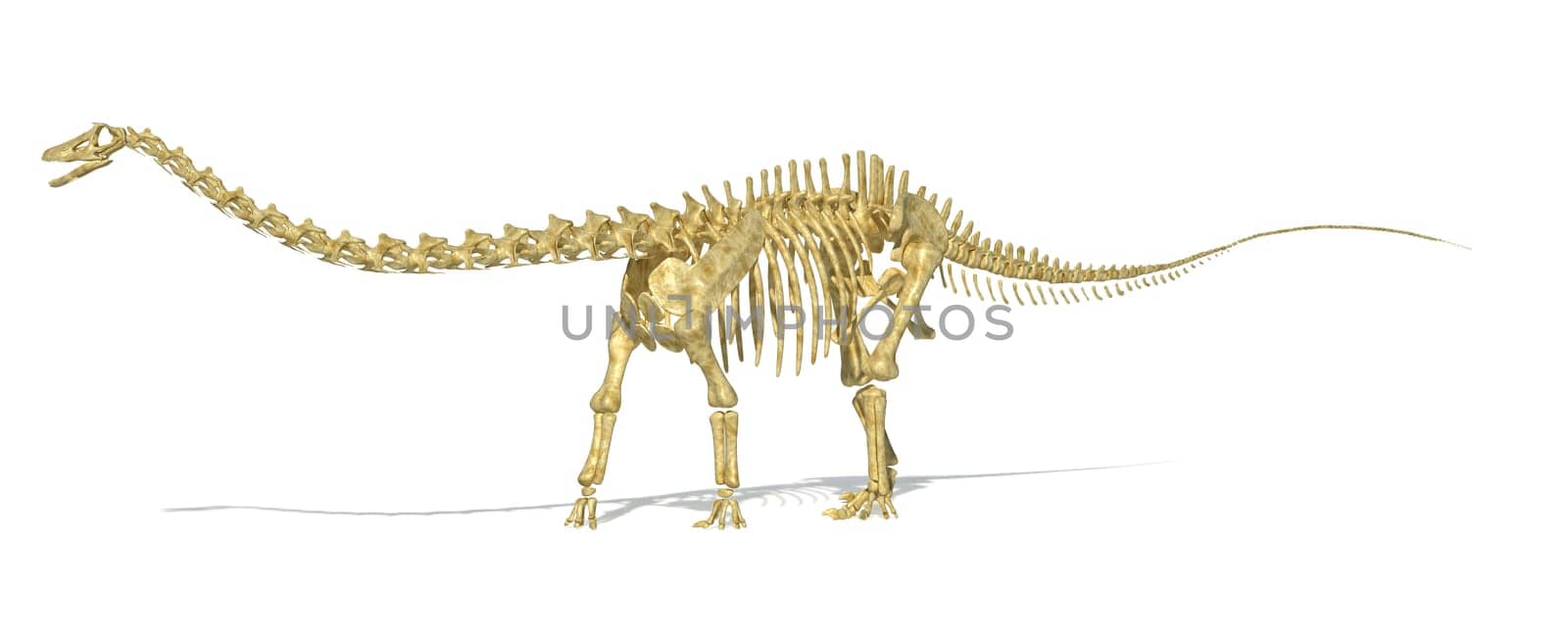 Diplodocus dinosaur full skeleton photo-realistc rendering. Scientifically correct. Perspective view, on white background with drop shadow and clipping path.