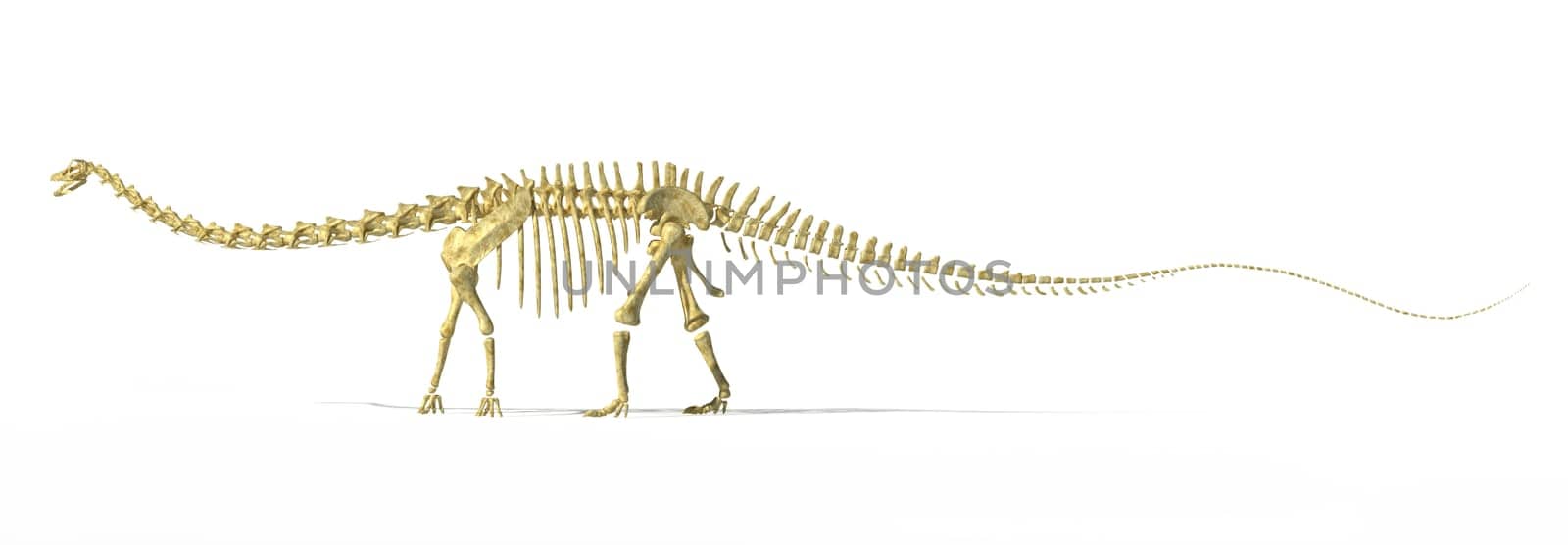 Diplodocus dinosaur full skeleton photo-realistc rendering. Scientifically correct. Side view, on white background with drop shadow and clipping path.