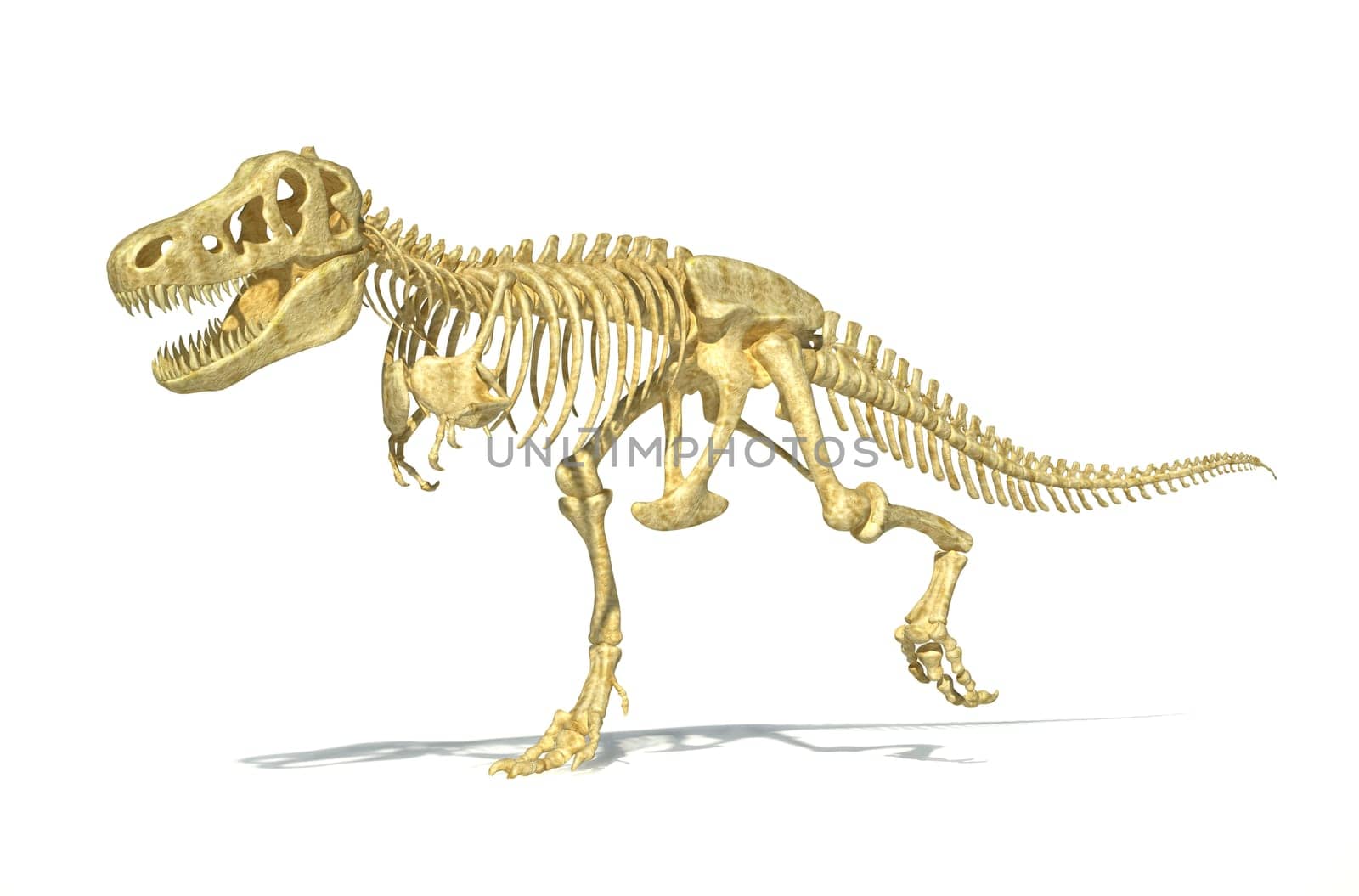 T-Rex dinosaur full skeleton, photo-realistic, scientifically correct. Perspective view on white background with drop shadow and clipping path.