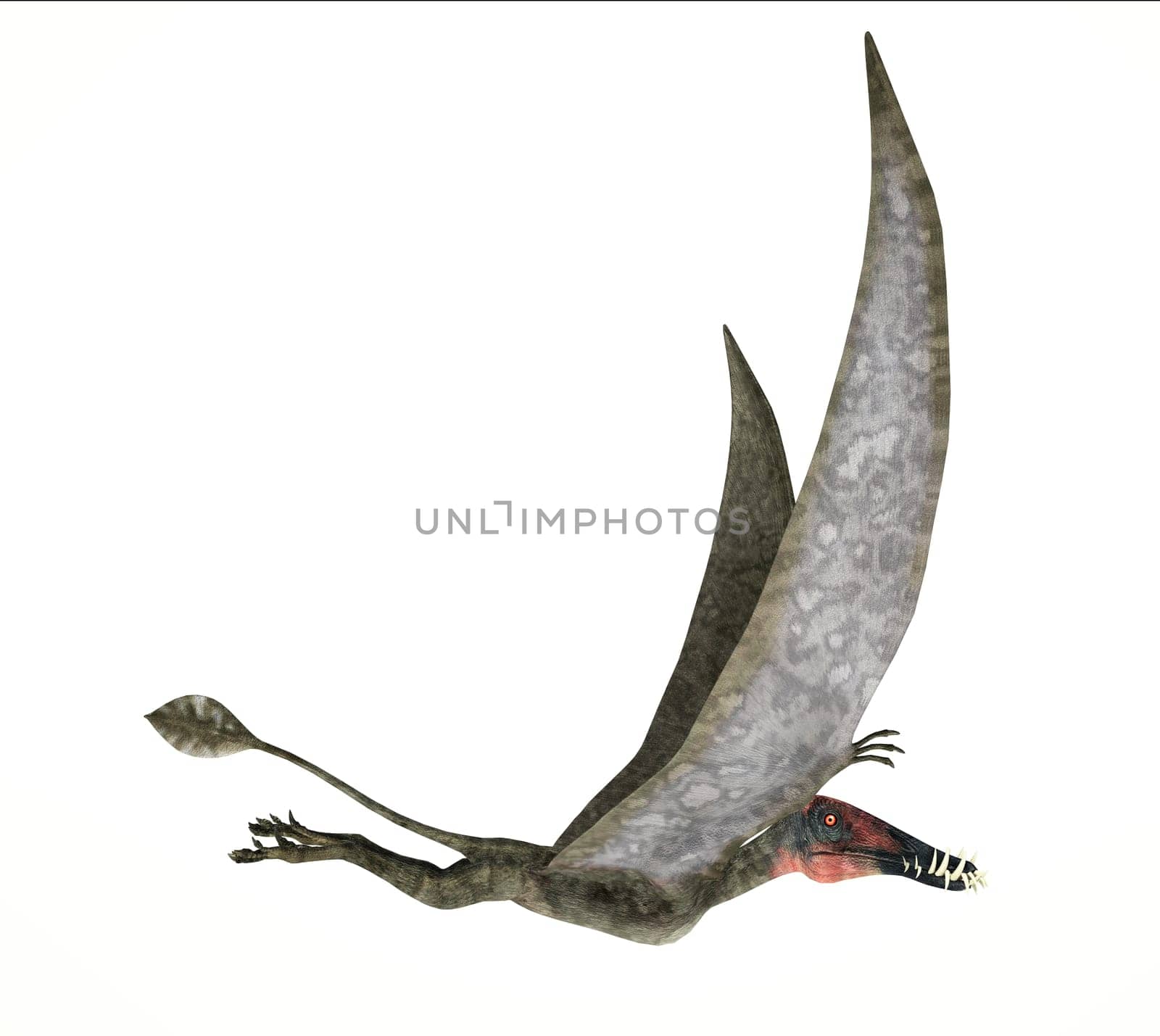 Dorygnathus flying Dinosaur photorealistic and scientifically correct representation, side view. On white background. Clipping path included.