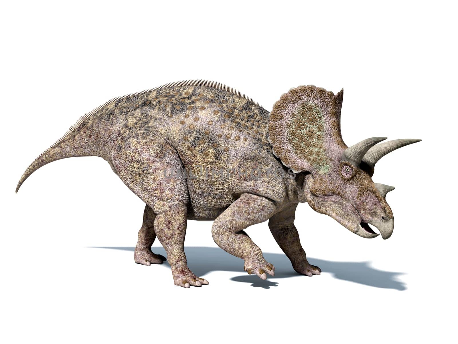 Triceratops dinosaur, very well detailed and scientifically correct. isolated on white background, with clipping path.