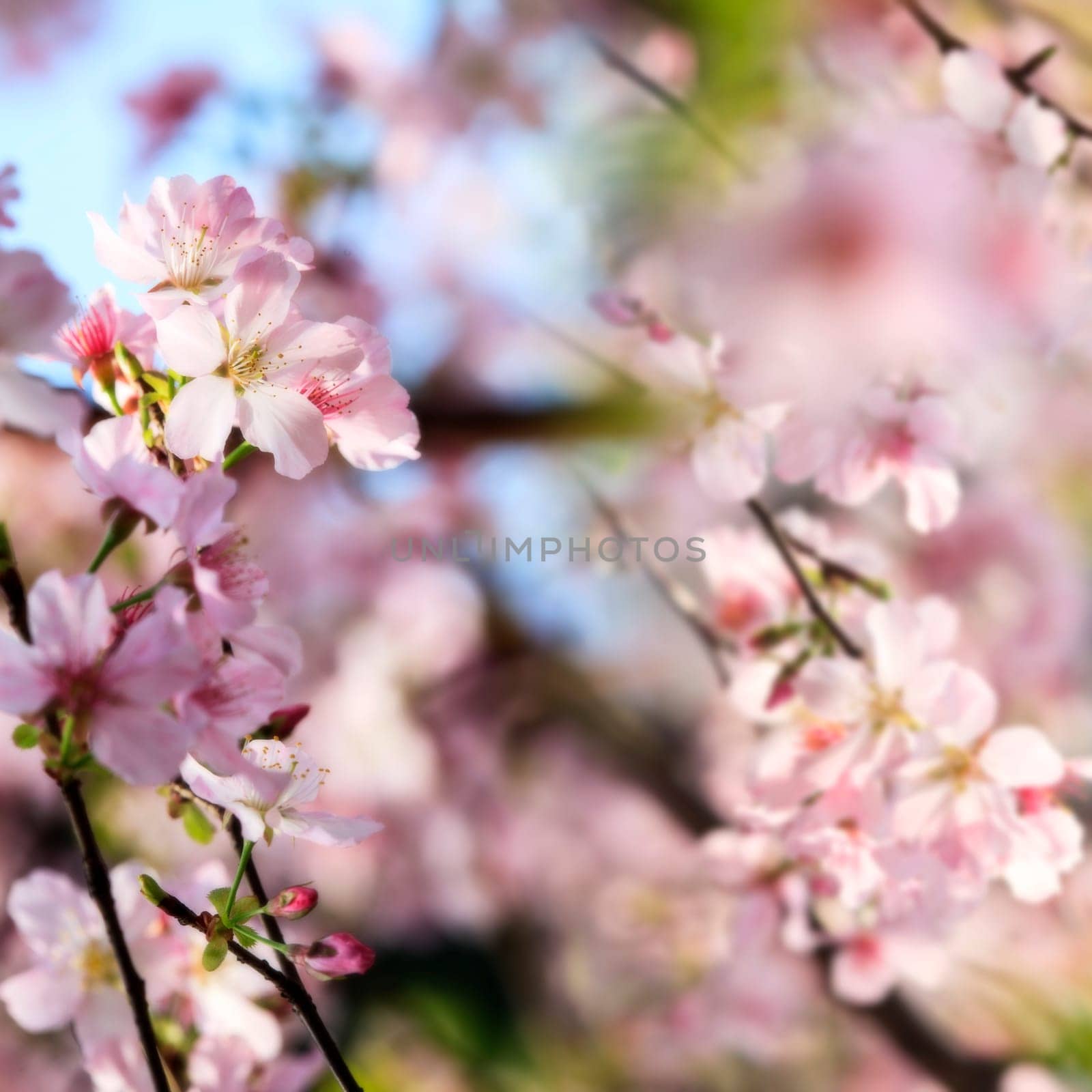 The Beautiful Sakura Garden in Taipei, Taiwan