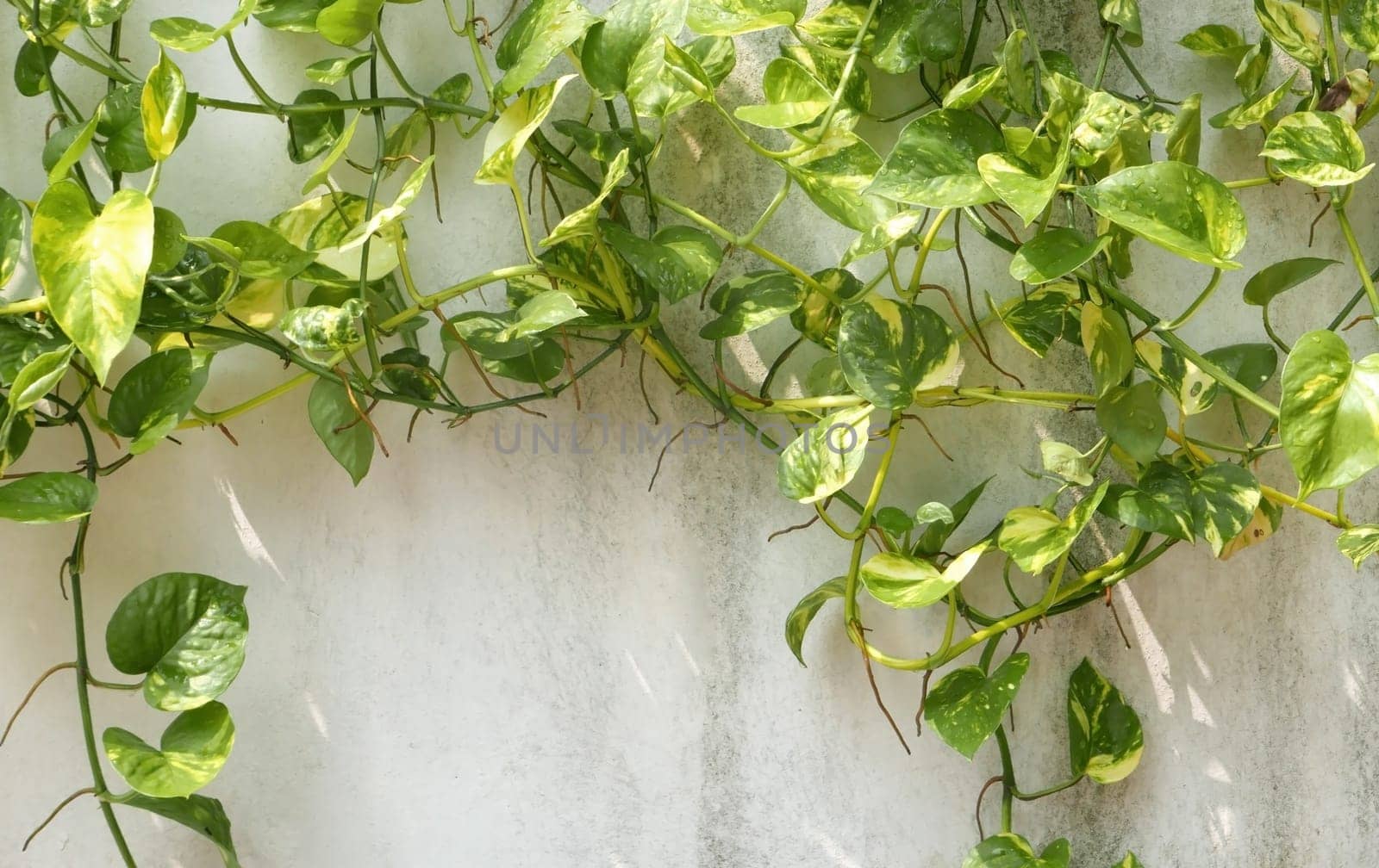 Green vine with shadow around the wall