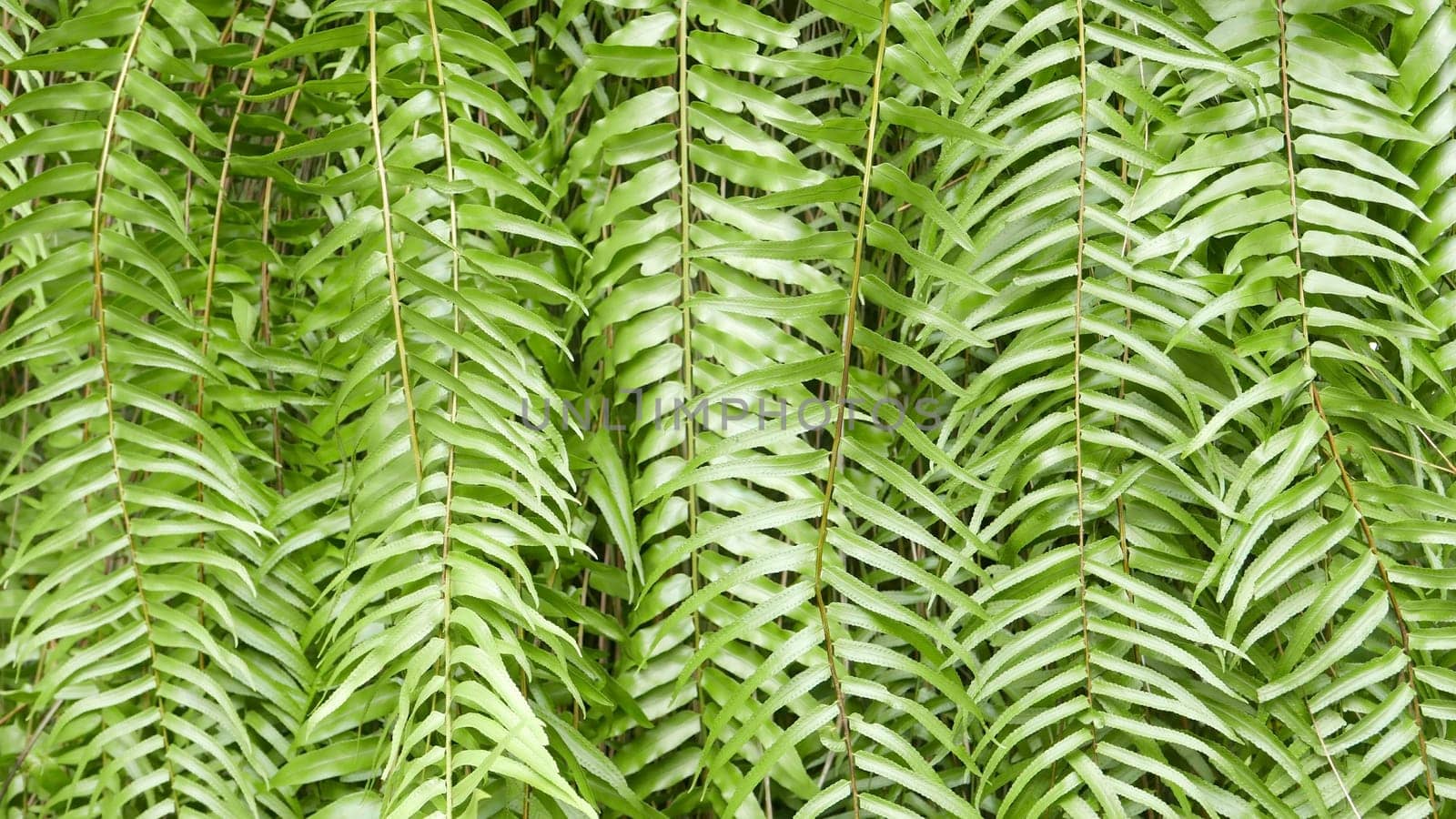 Green leaves pattern background