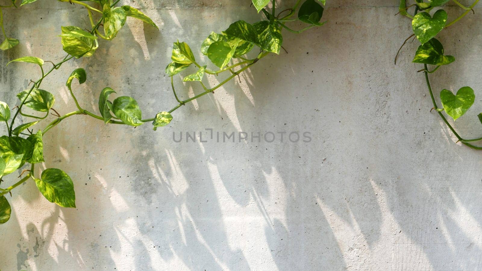 Green vine with shadow around the wall