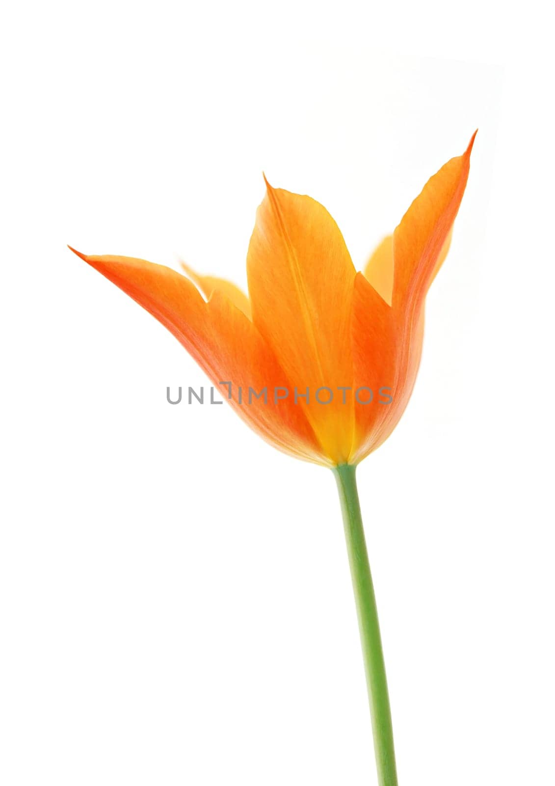 One orange flora on the white background