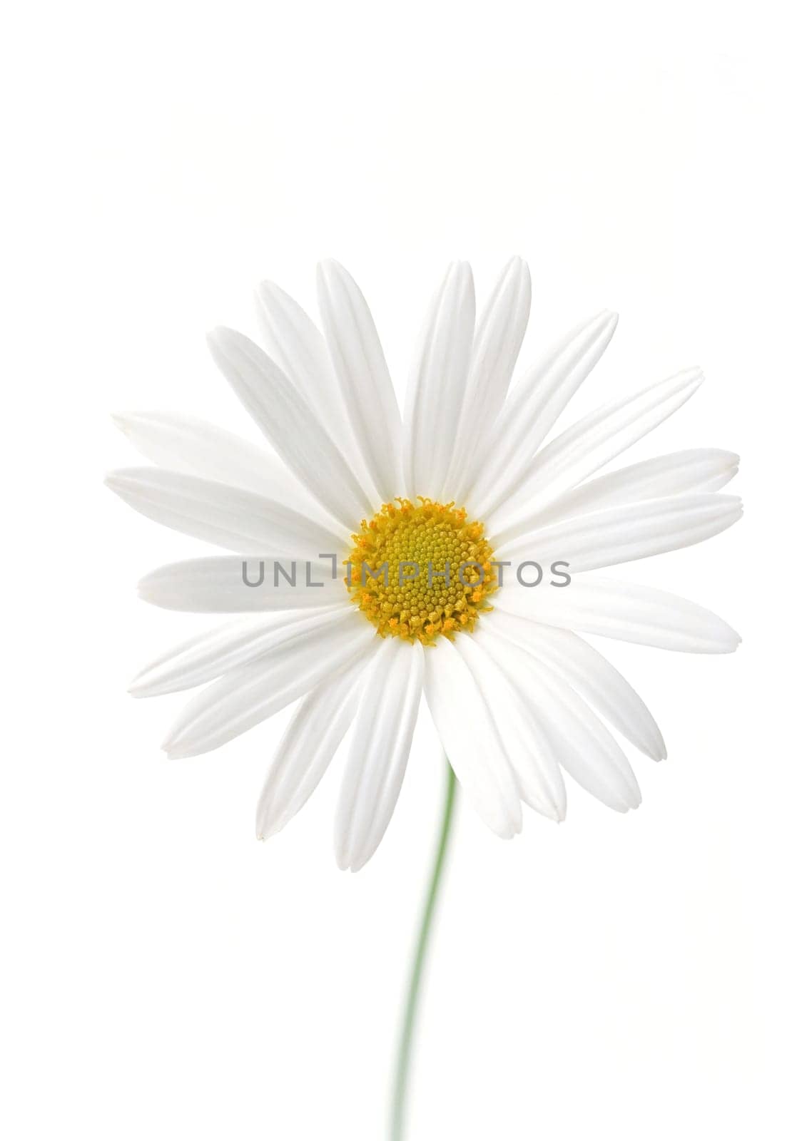 White sunflower flora on white background