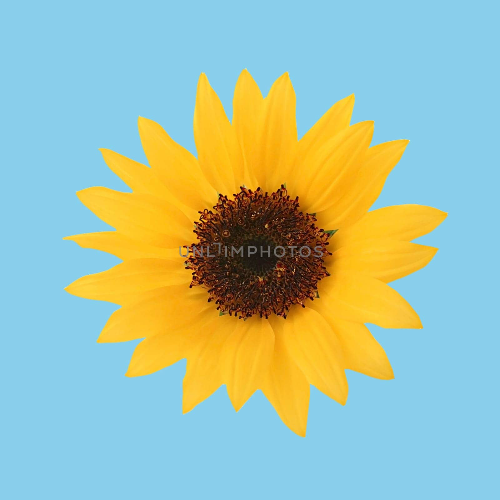 Yellow sunflower flora