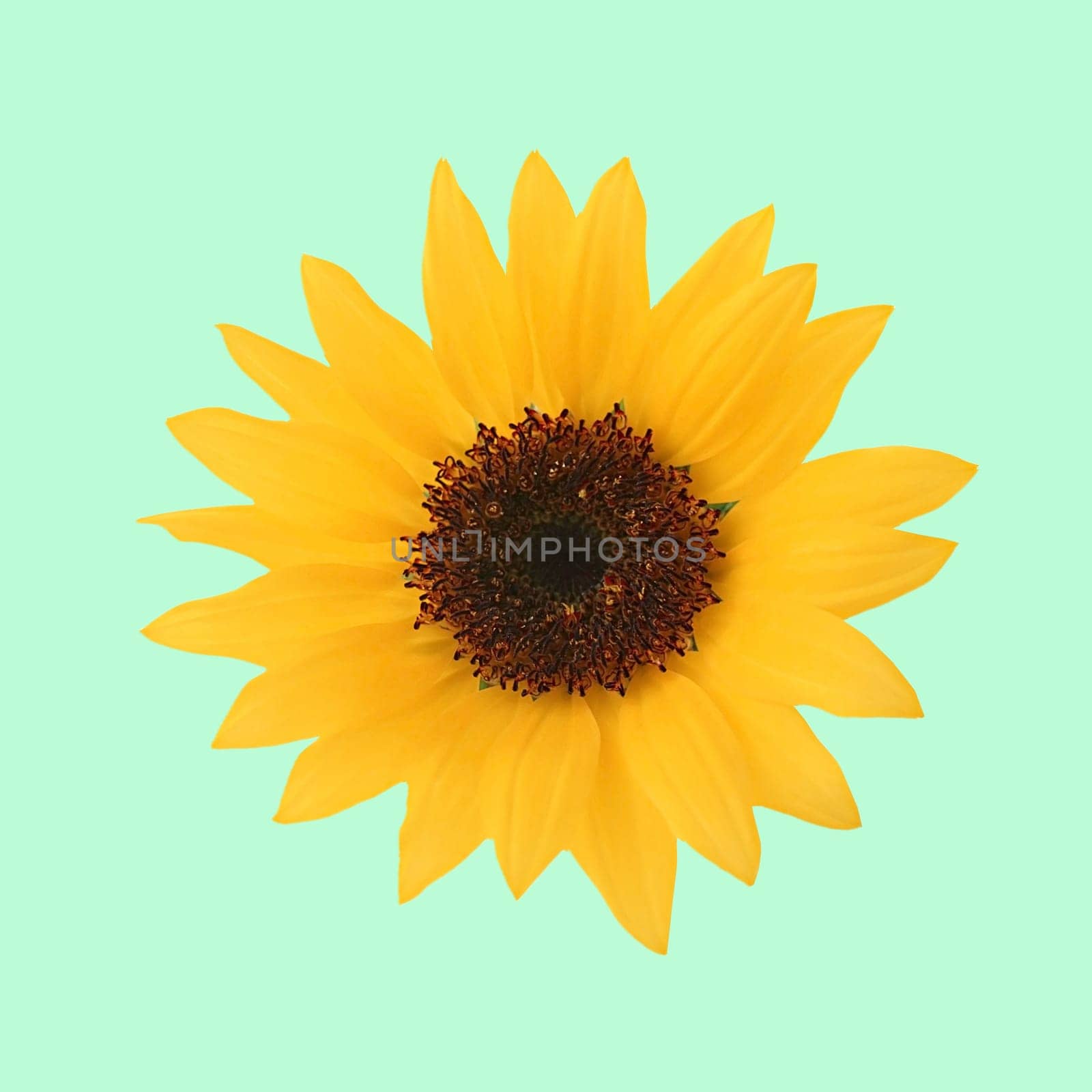 Yellow sunflower flora