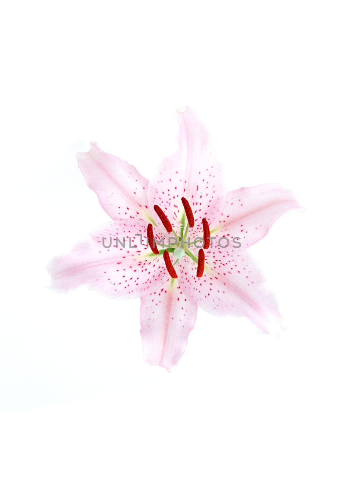 One pink flora on the white background from top view