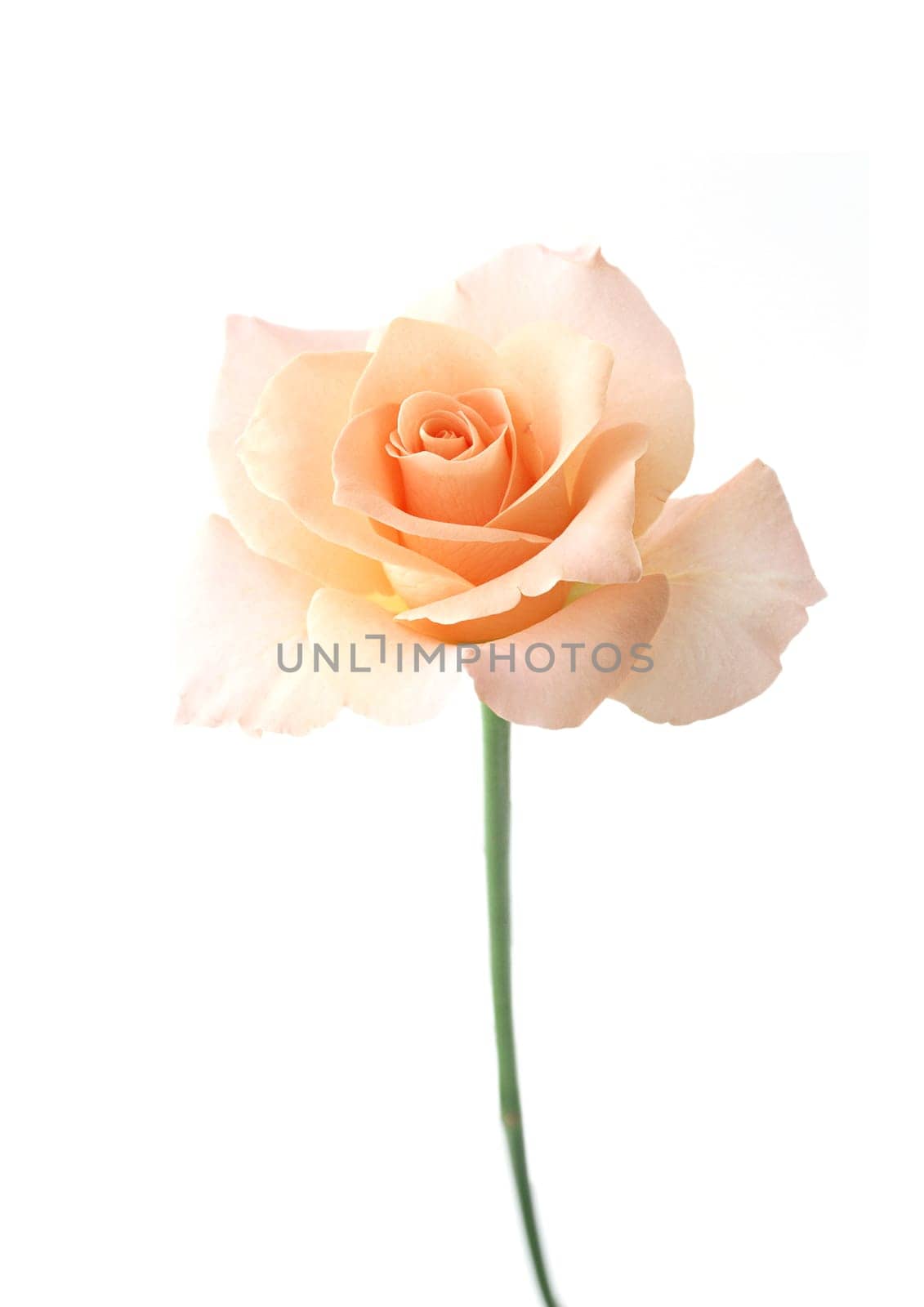 One light yellow rose flower on the white background