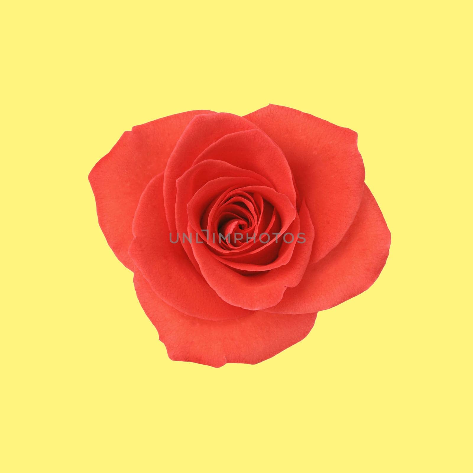 Flower red rose on the yellow background
