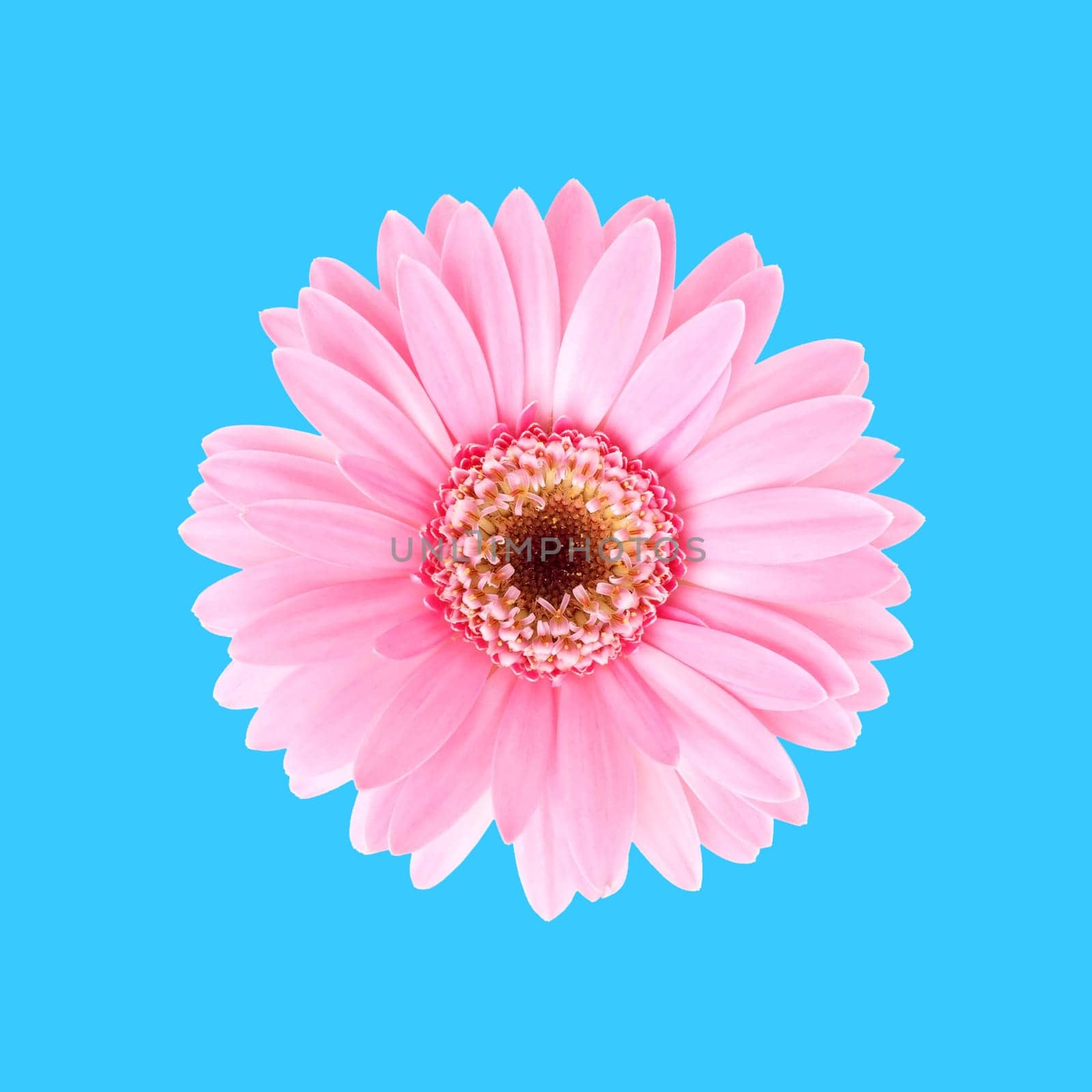 Pink sunflower flora with blue background
