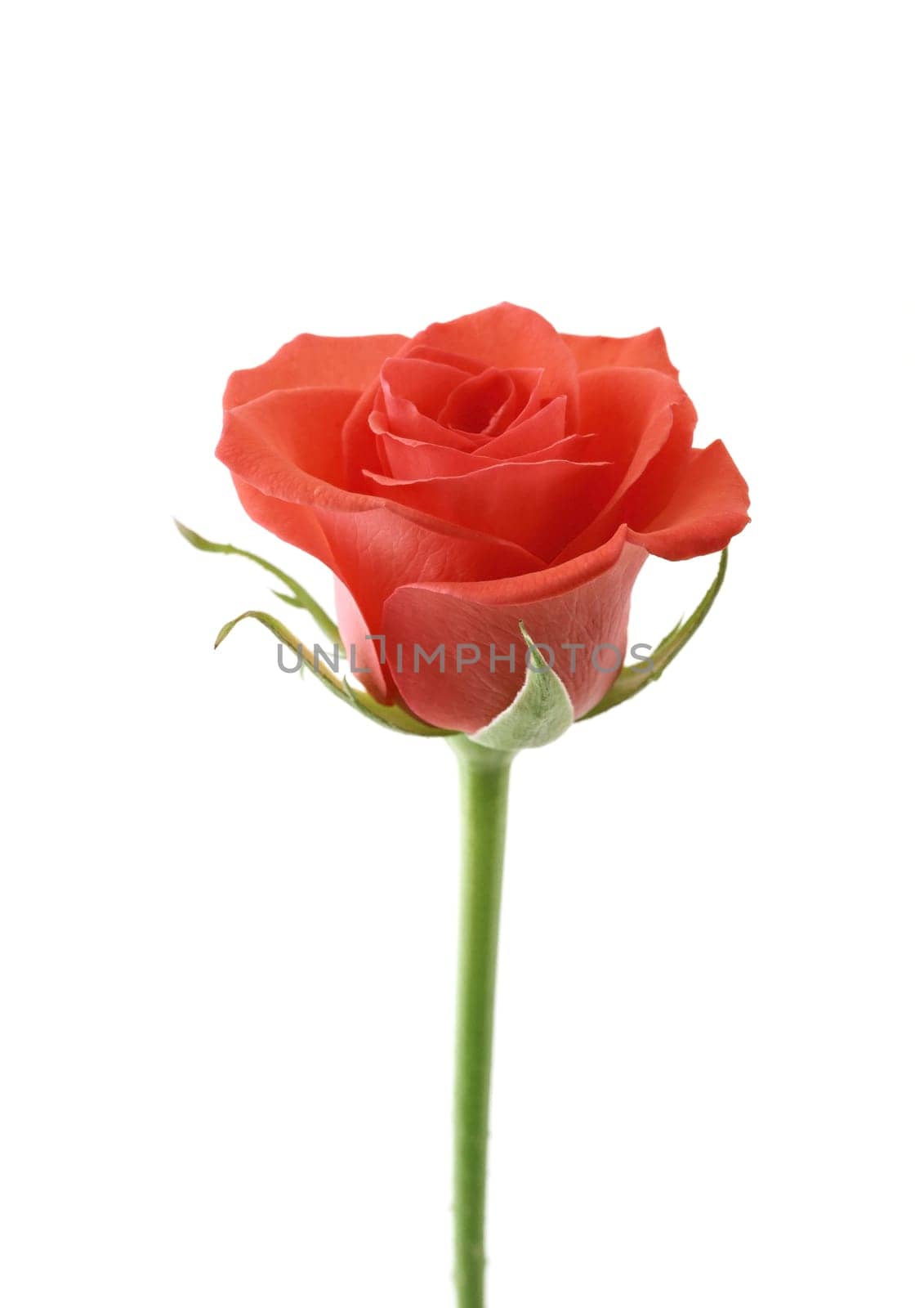Flower red rose on the white background