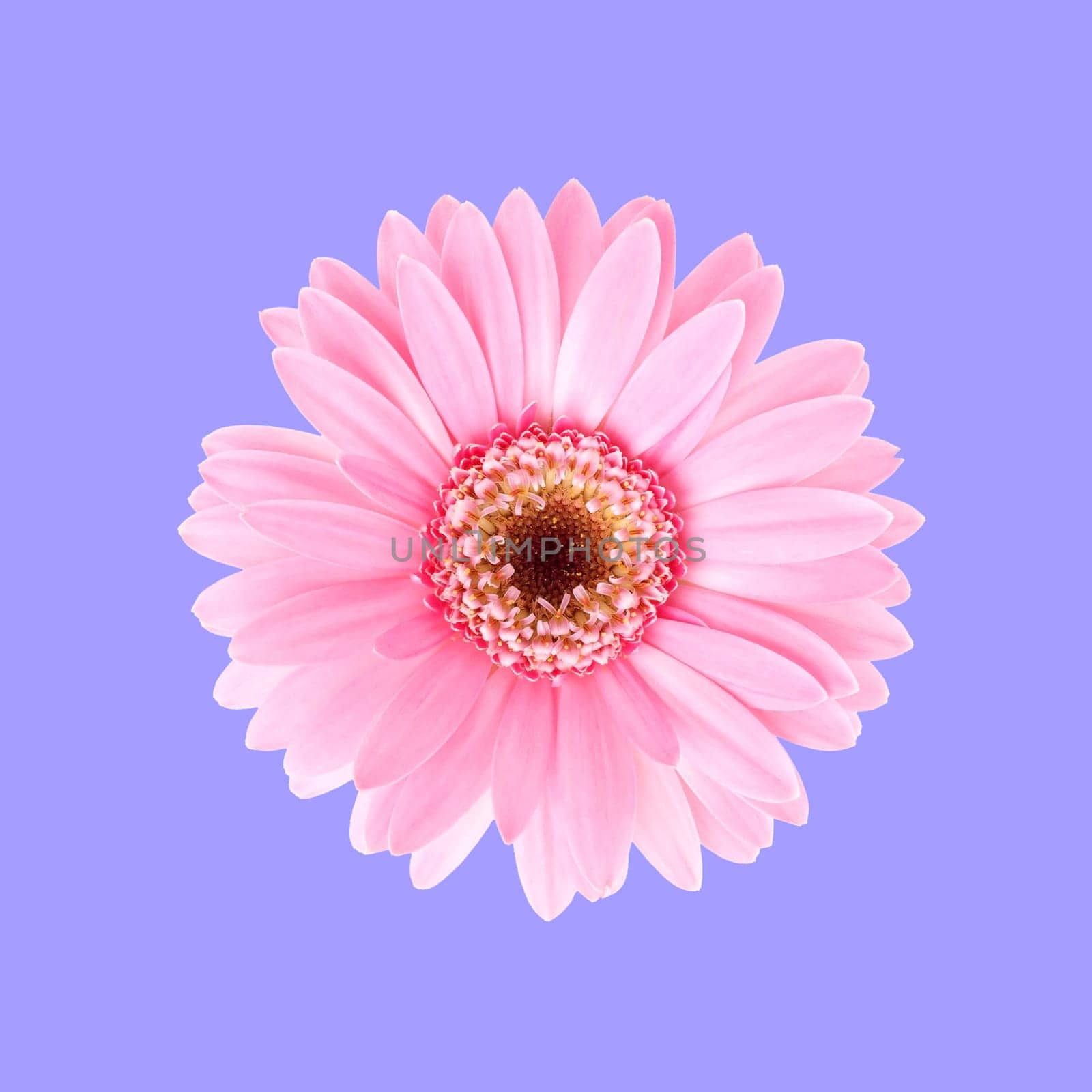 Pink sunflower flora with purple background