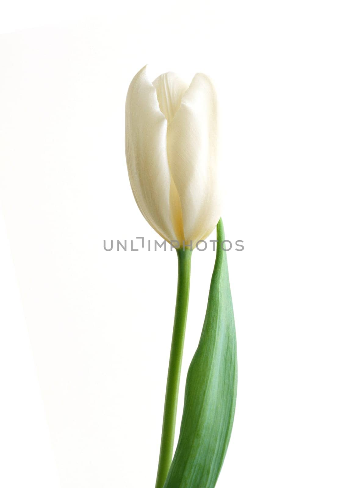 One white flora on the white background