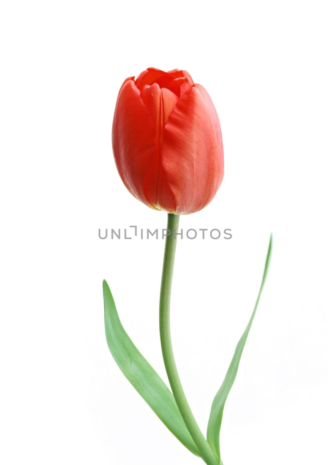 Flower red rose on the white background