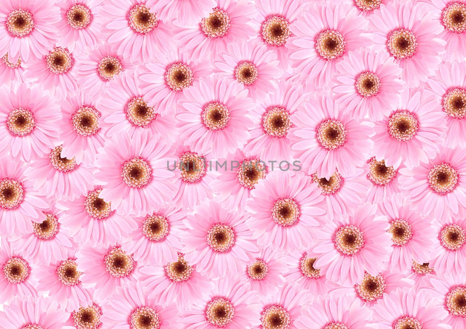 Pink sunflower floras textured background