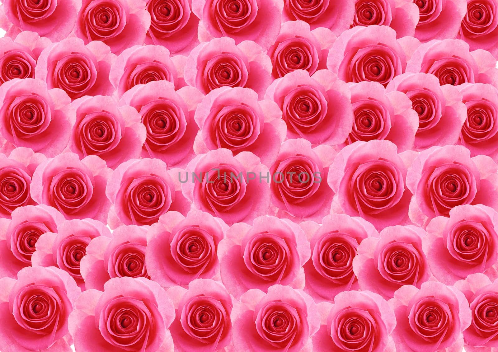 Flowers pink rose textured background