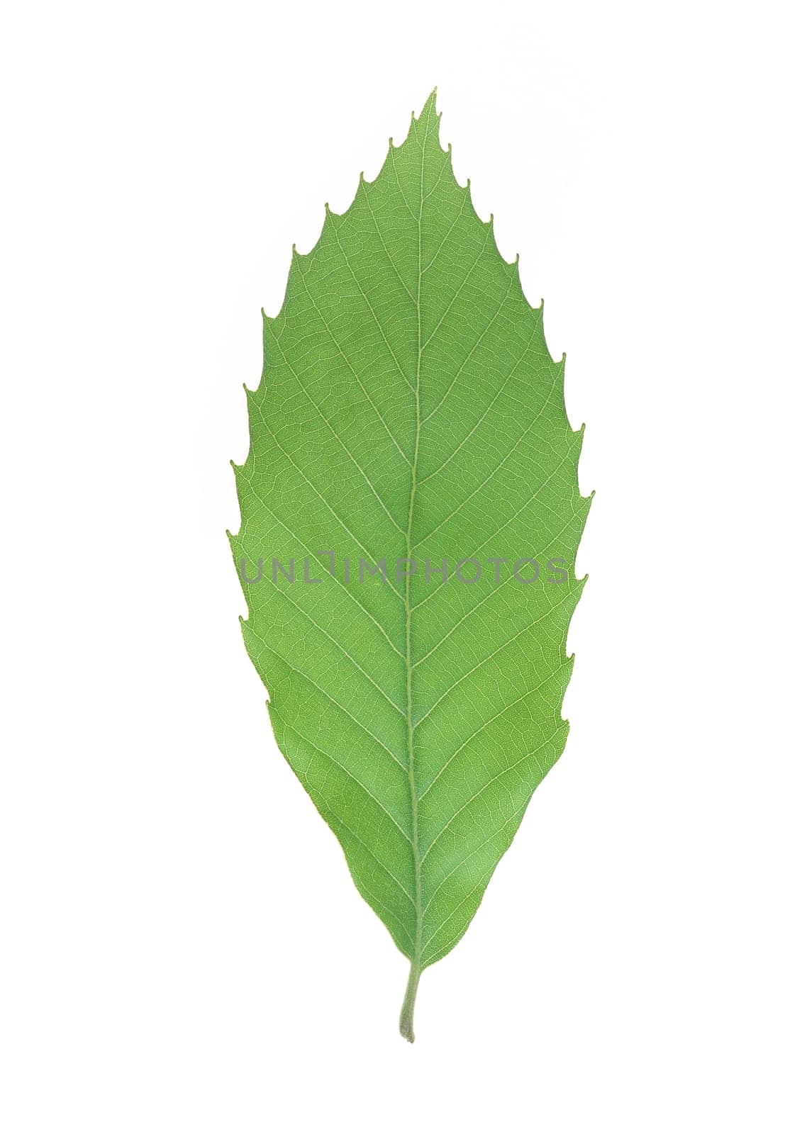 Green leaf with strips closeup on white background