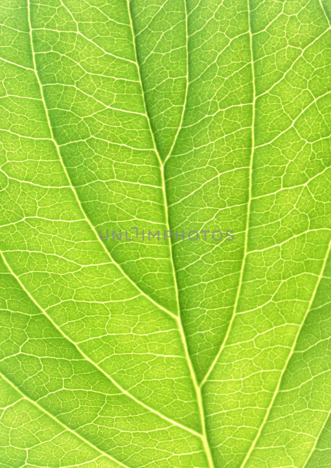 The background of Green leaf with strips closeup
