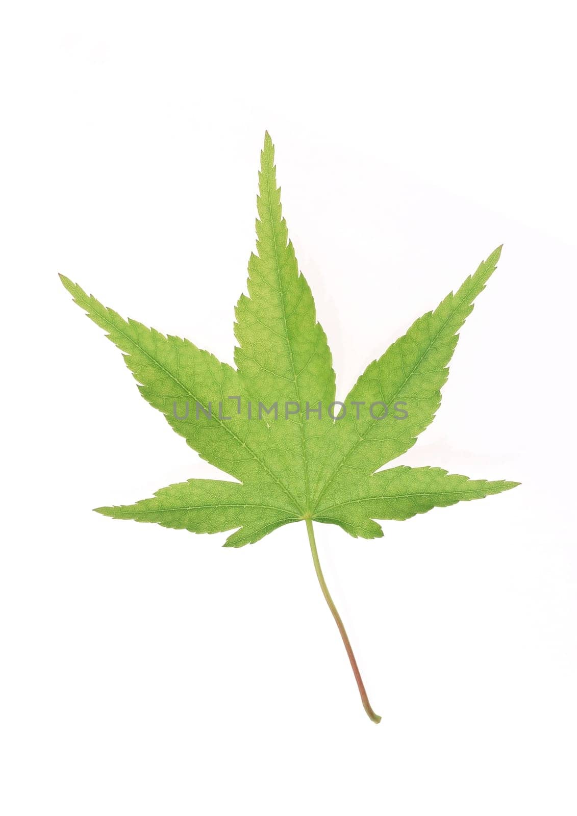 Green leaf with strips closeup on white background