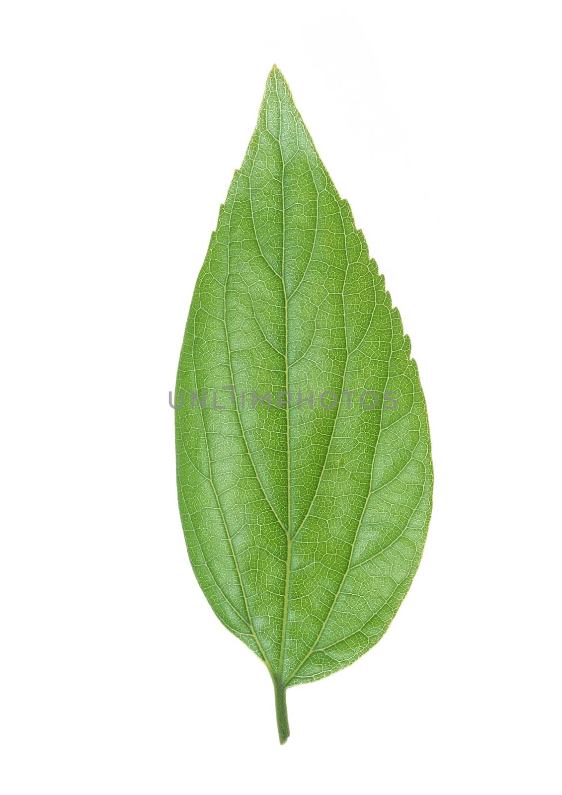 Green leaf with strips closeup on white background
