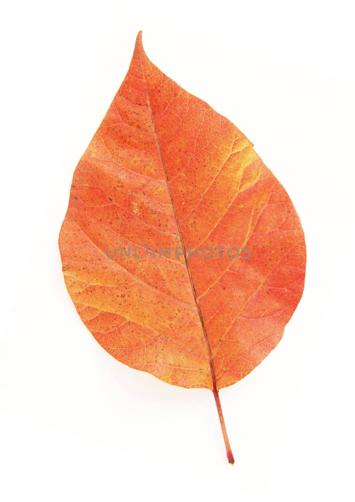 Autumn leaf macro with details on white background