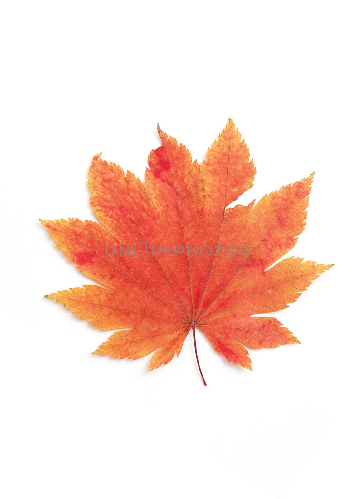 Autumn leaf macro with details on white background