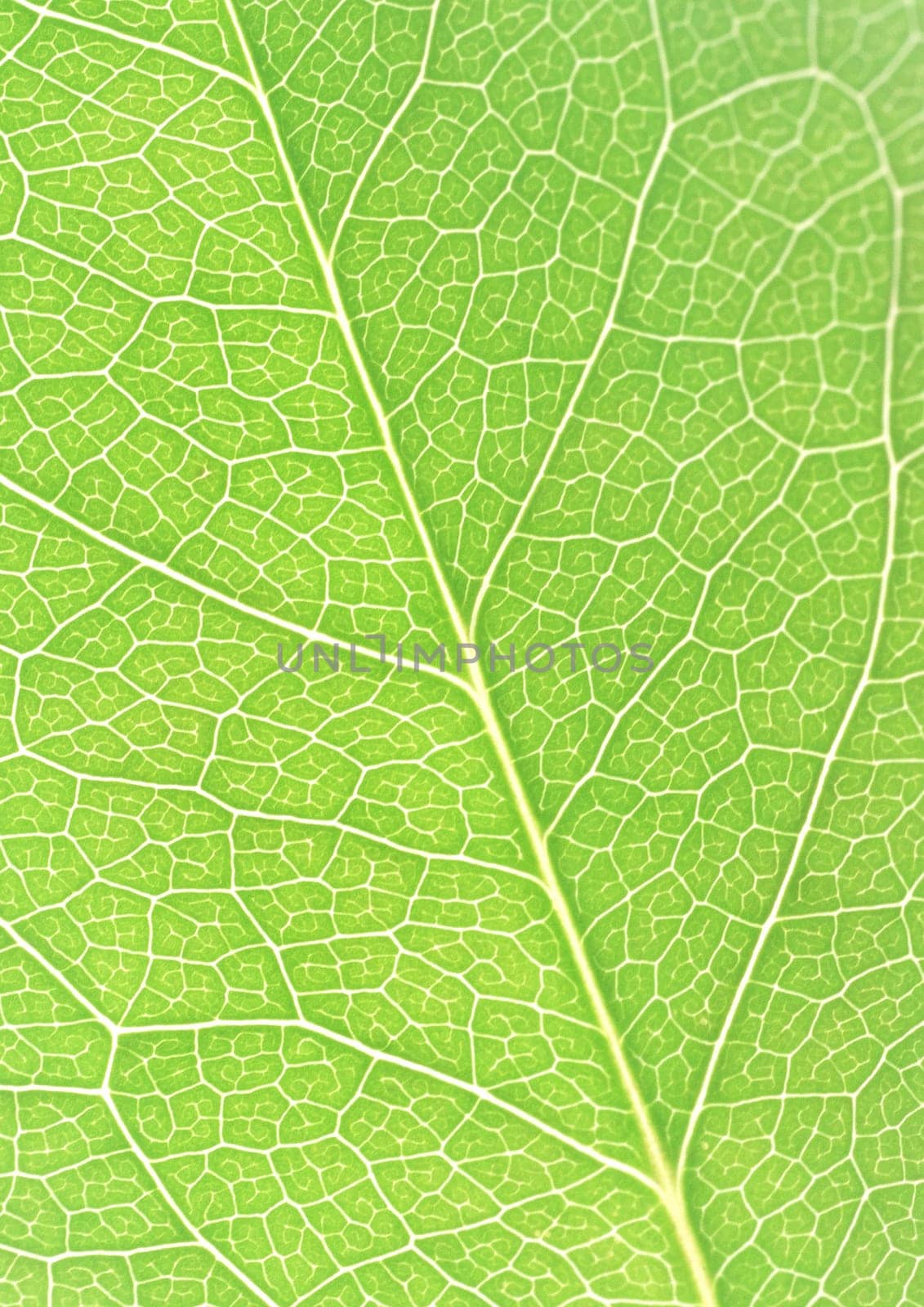 The background of Green leaf with strips closeup