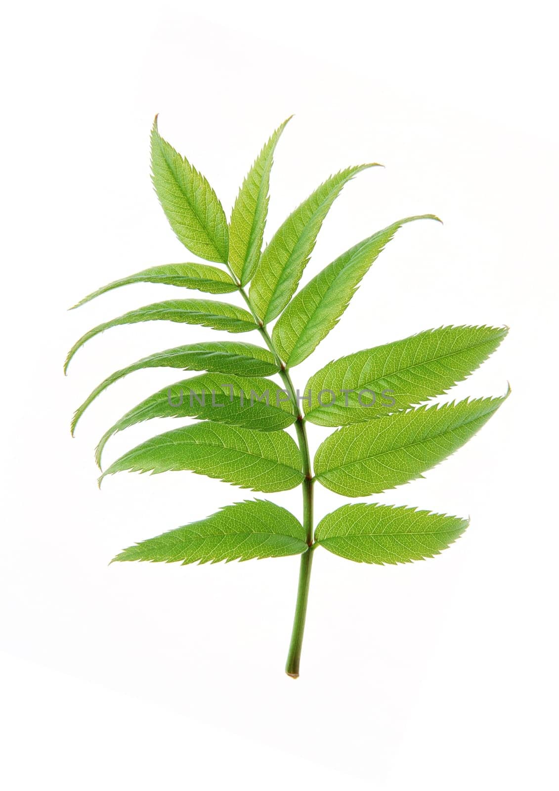Green leaves with strips closeup on white background