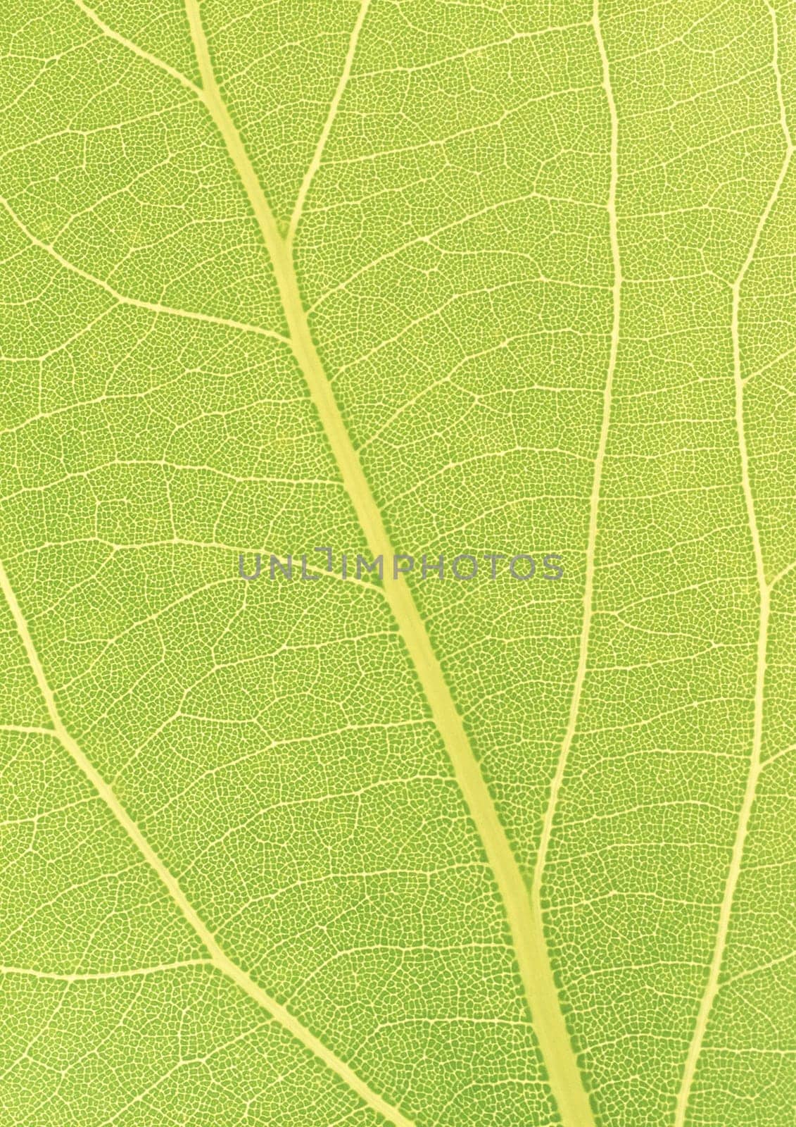 The background of Green leaf with strips closeup