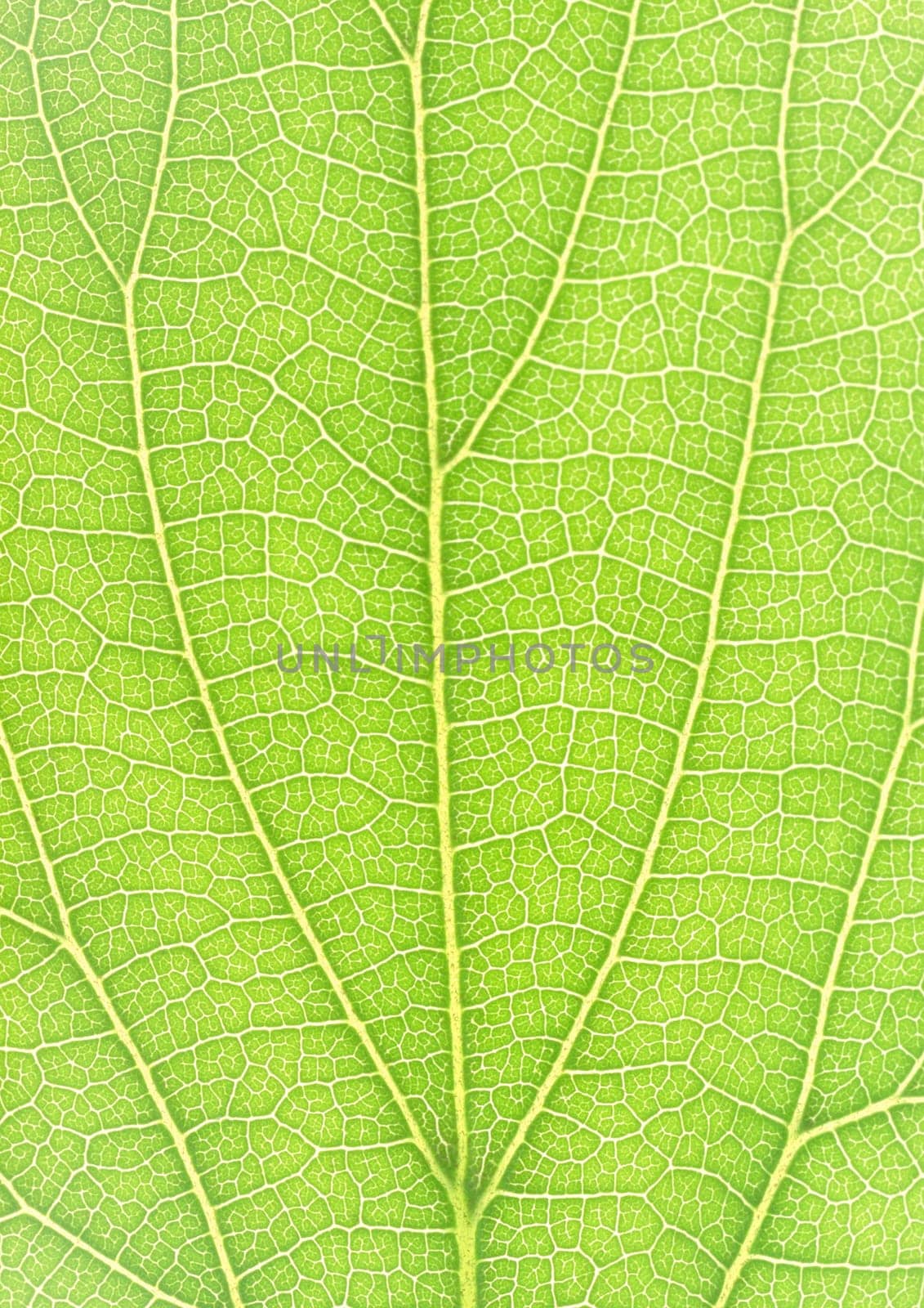 The background of Green leaf with strips closeup