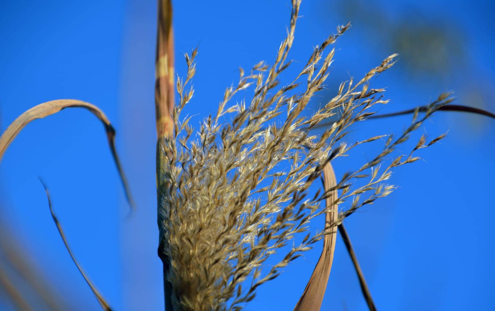 Grasses