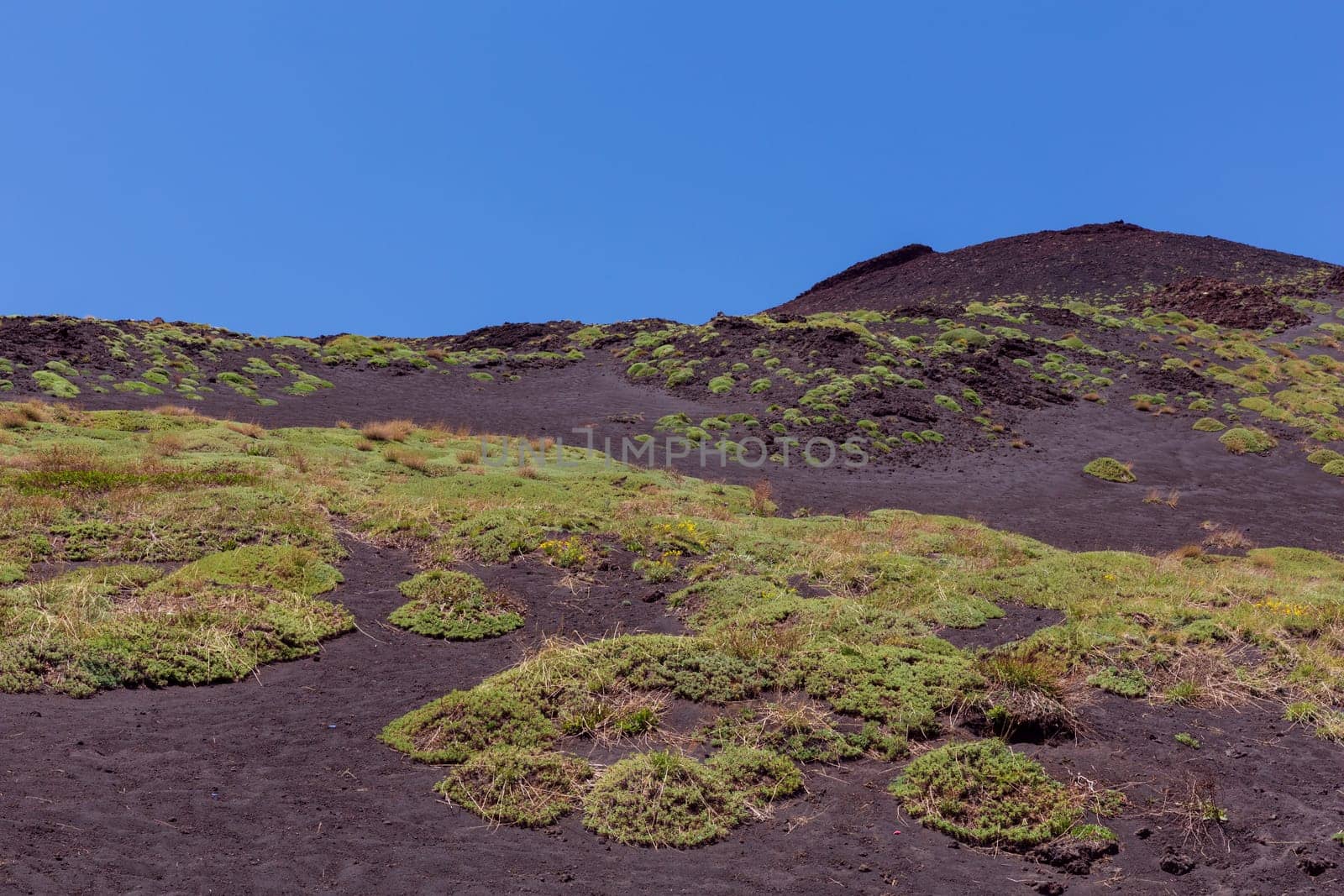 The first plants on a lava field of Mount Etna
