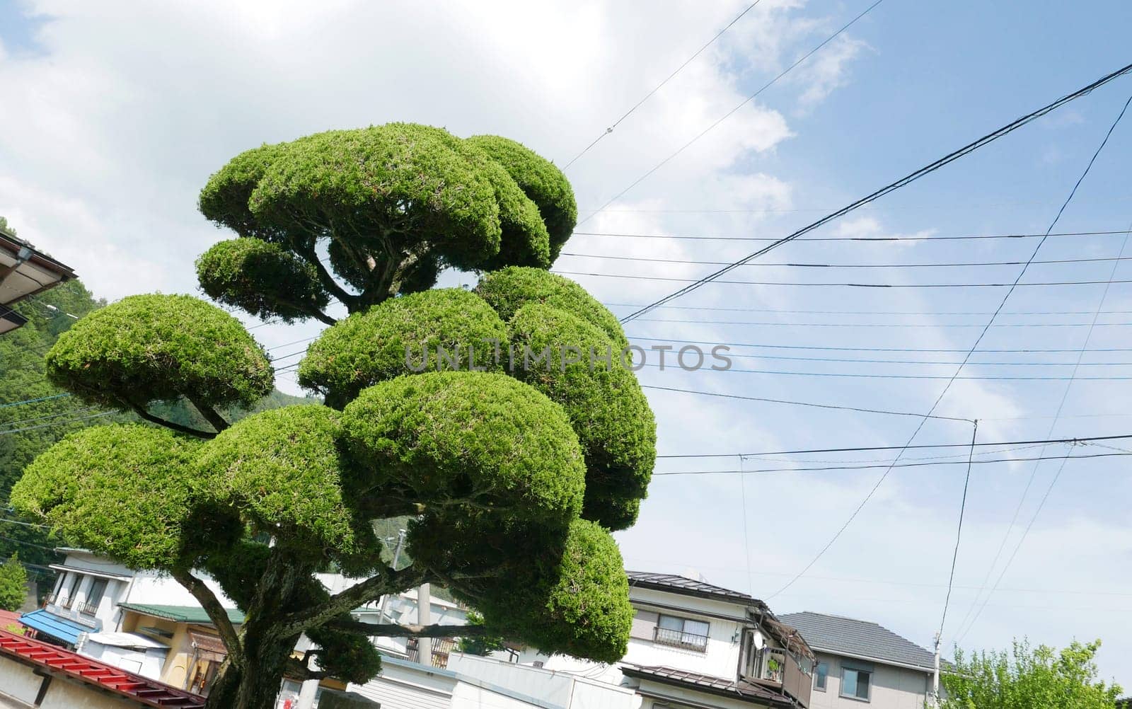 Special green tree near the street and houses