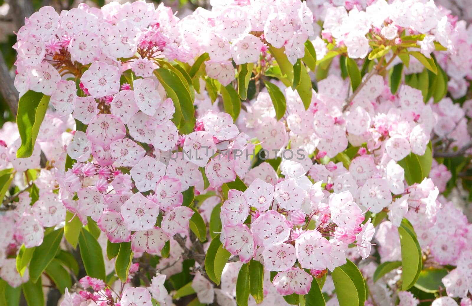 Pink blossom sakura flowers closeup