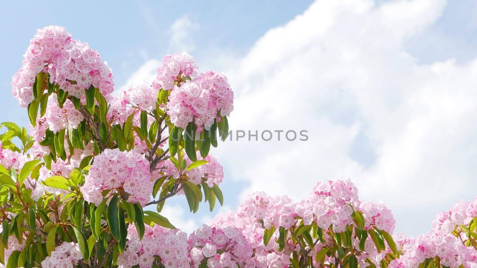 Japan pink blossoms