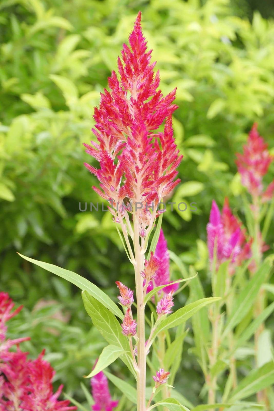 Red flowers in the garden