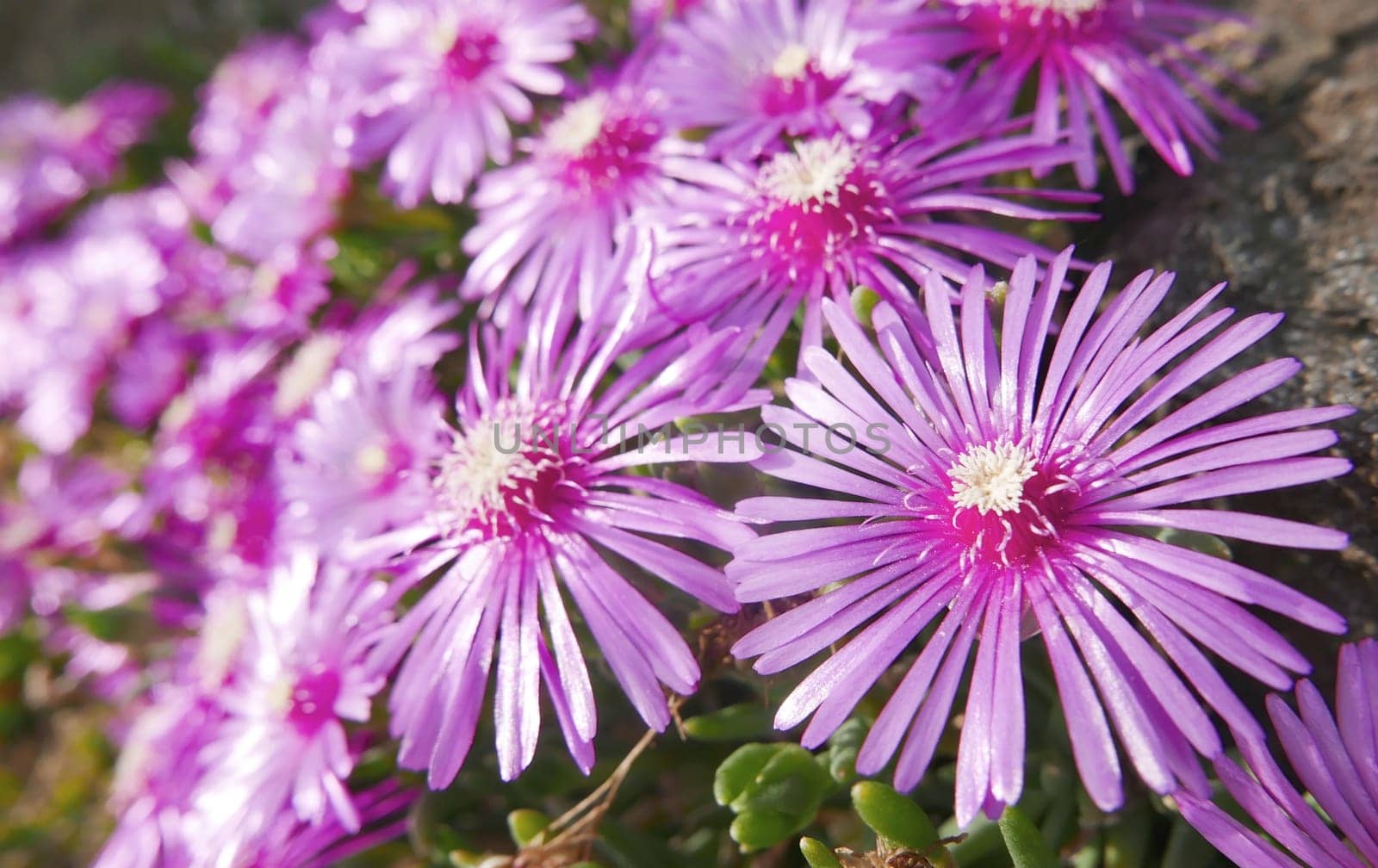 Purple wildflowers
